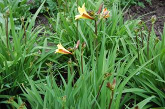 Hemerocallis fulva (18/05/2013, Kew Gardens, London)