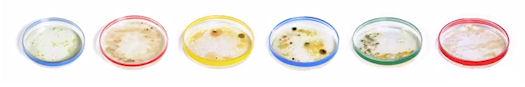 Google Celebrates Birth Of Inventor Of The Petri Dish