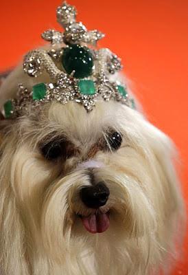 BEHOLD: The Most EXPENSIVE DOG Tiara in the WORLD!