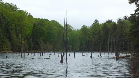 Great Blue Herons on their Nests – Oxtongue Lake swamp near oxtongue lake - ontario - canada