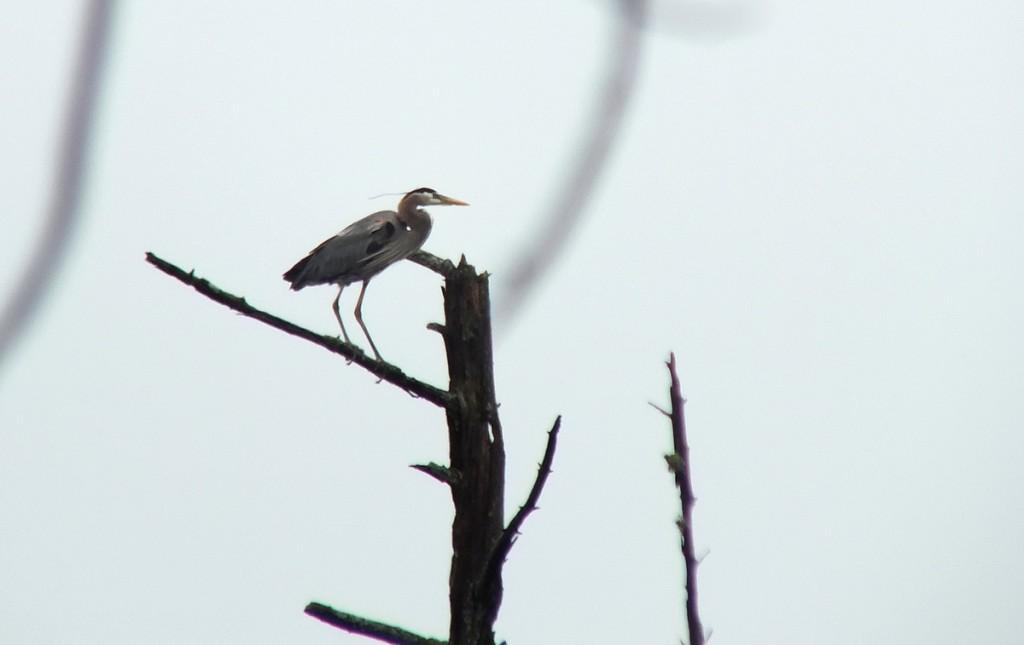 great blue heron - takes flight 1 - oxtongue lake - ontario