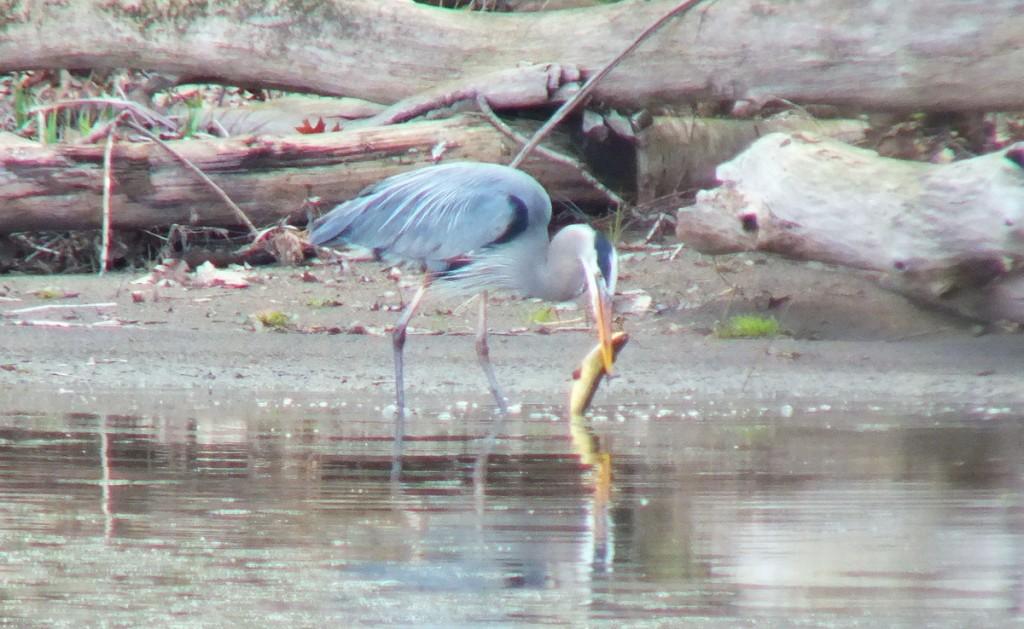 Great Blue Heron - grasps large fish - Cootes Paradise Swamp - Burlington - Ontario