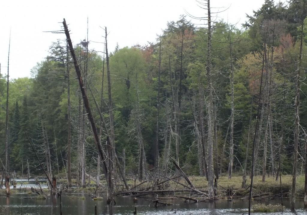 swamp with heron nest near oxtongue lake - ontario - canada