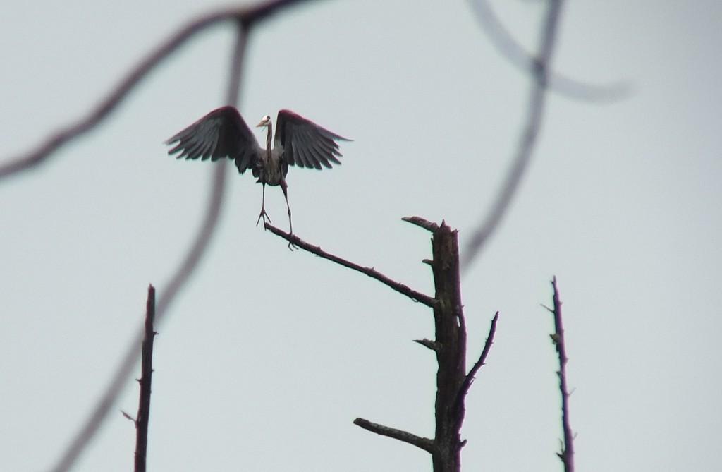 great blue heron - takes flight 4 - oxtongue lake - ontario