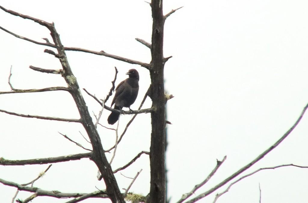 rusty blackbird - in swamp - oxtongue lake - ontario