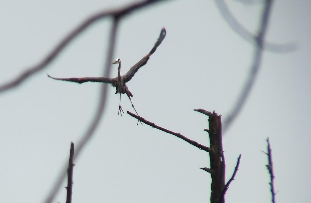 great blue heron - takes flight 5 - oxtongue lake - ontario