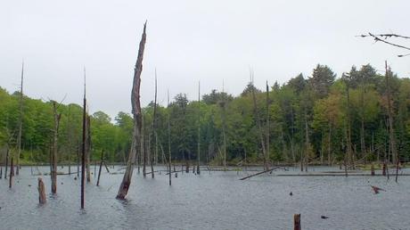 Great Blue Herons on their Nests – Oxtongue Lake swamp - oxtongue lake - ontario - canada