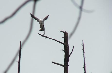 Great Blue Herons on their Nests – Oxtongue Lake great blue heron - takes flight 2 - oxtongue lake - ontario