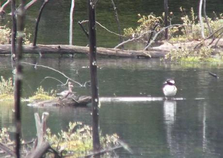 Great Blue Herons on their Nests – Oxtongue Lake hooded merganser ducks - in swamp - oxtongue lake - ontario