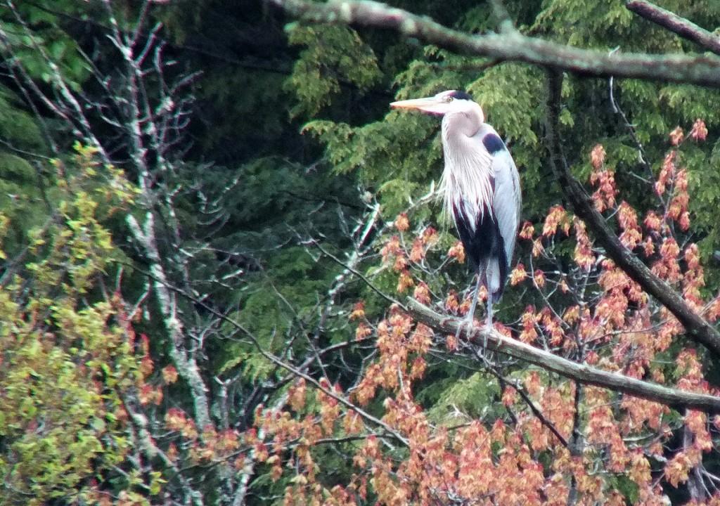 great blue heron - sits on tree limb in swamp  - oxtongue lake - ontario