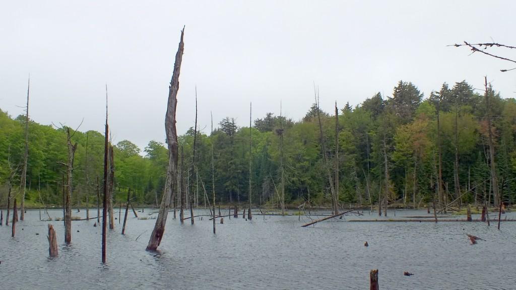 swamp -  oxtongue lake - ontario - canada
