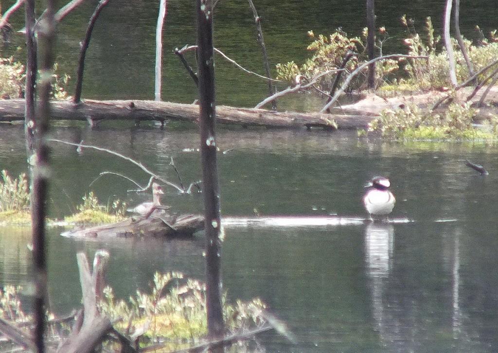 hooded merganser ducks -  in swamp - oxtongue lake - ontario
