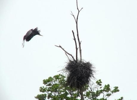 Great Blue Herons on their Nests – Oxtongue Lake great blue heron - in flight to nest 2 - oxtongue lake - ontario