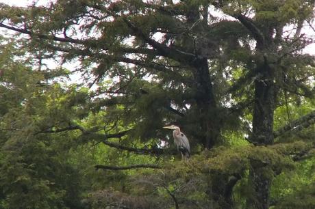 Great Blue Herons on their Nests – Oxtongue Lake great blue heron - sits on pine tree -- - oxtongue lake - ontario