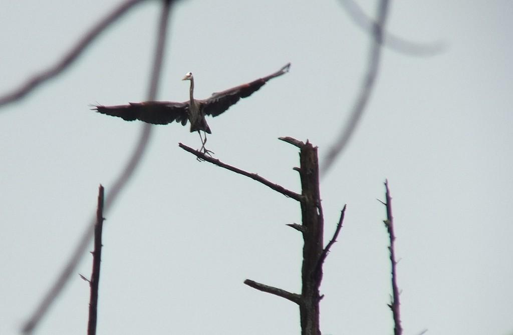 great blue heron - takes flight 3 - oxtongue lake - ontario