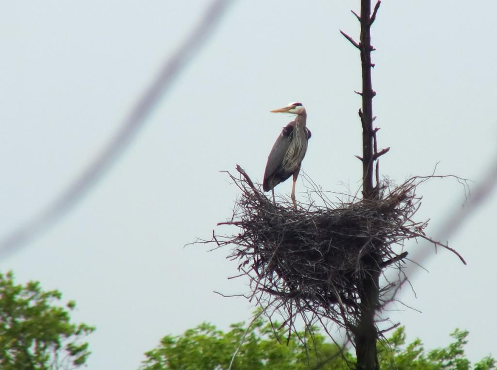 great blue heron stands in nest - oxtongue lake - ontario