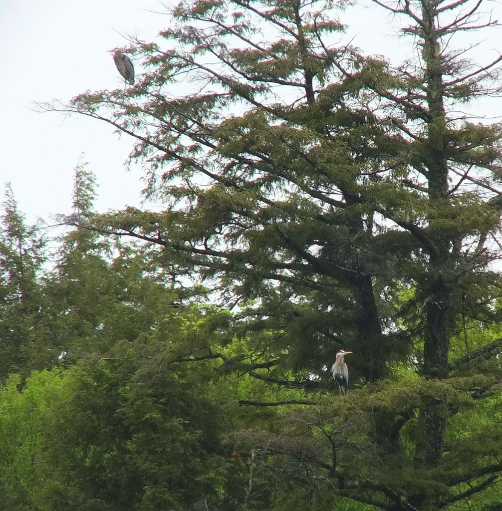 two great blue herons - sit on tree limbs  - oxtongue lake - ontario