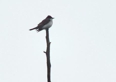 Great Blue Herons on their Nests – Oxtongue Lake eastern kingbird - swamp - oxtongue lake - ontario