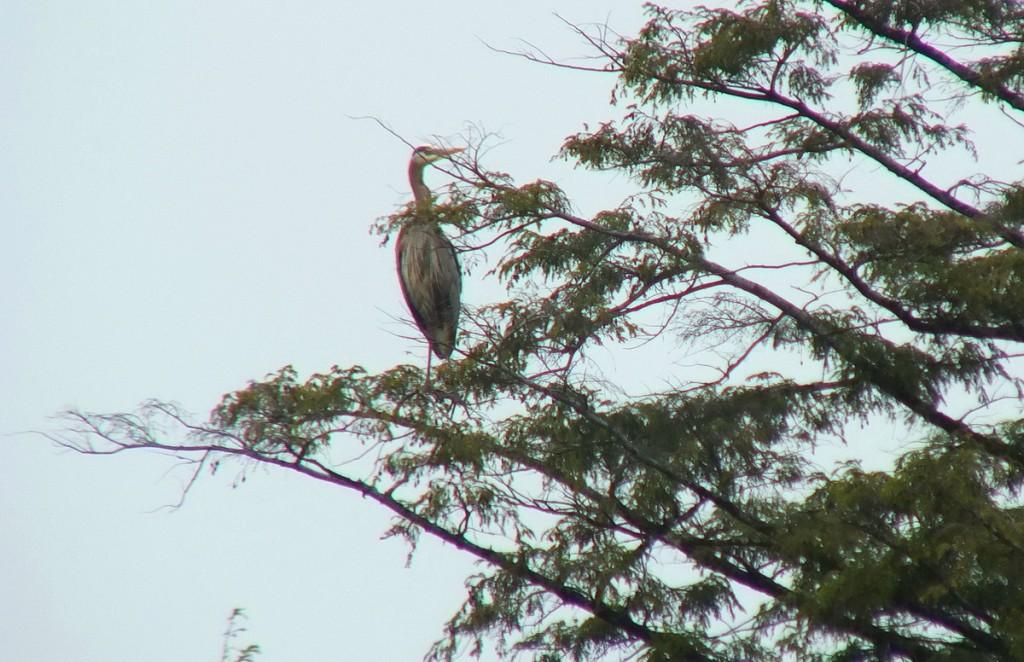 great blue heron - sits on tree limb  - oxtongue lake - ontario
