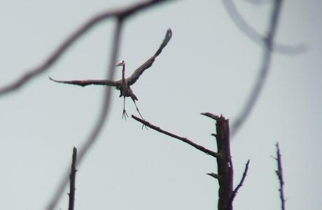 Great Blue Herons on their Nests – Oxtongue Lake great blue heron - takes flight 5 - oxtongue lake - ontario