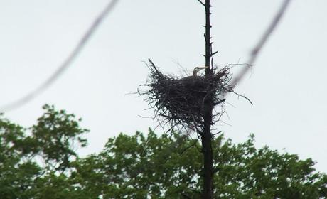 Great Blue Herons on their Nests – Oxtongue Lake great blue heron - sits in nest - oxtongue lake - ontario