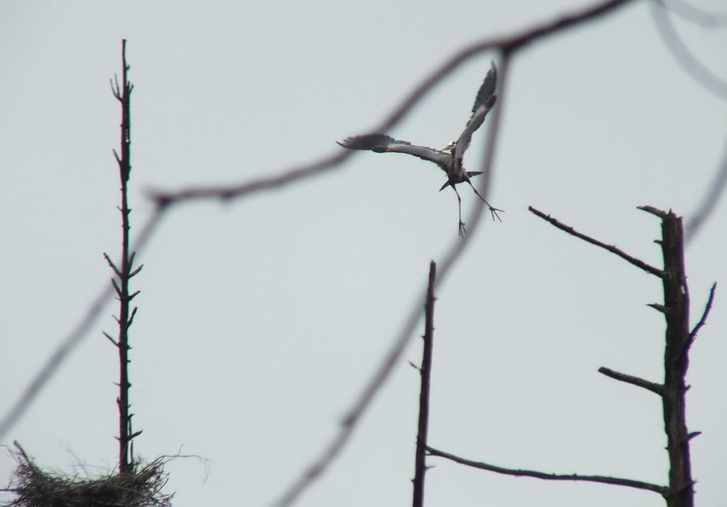 great blue heron - takes flight 6 - oxtongue lake - ontario