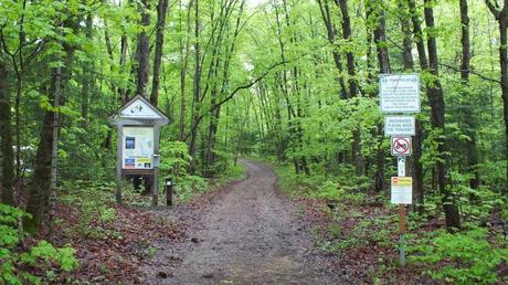 Great Blue Herons on their Nests – Oxtongue Lake beetle lake trail - spring - oxtongue lake - ontario