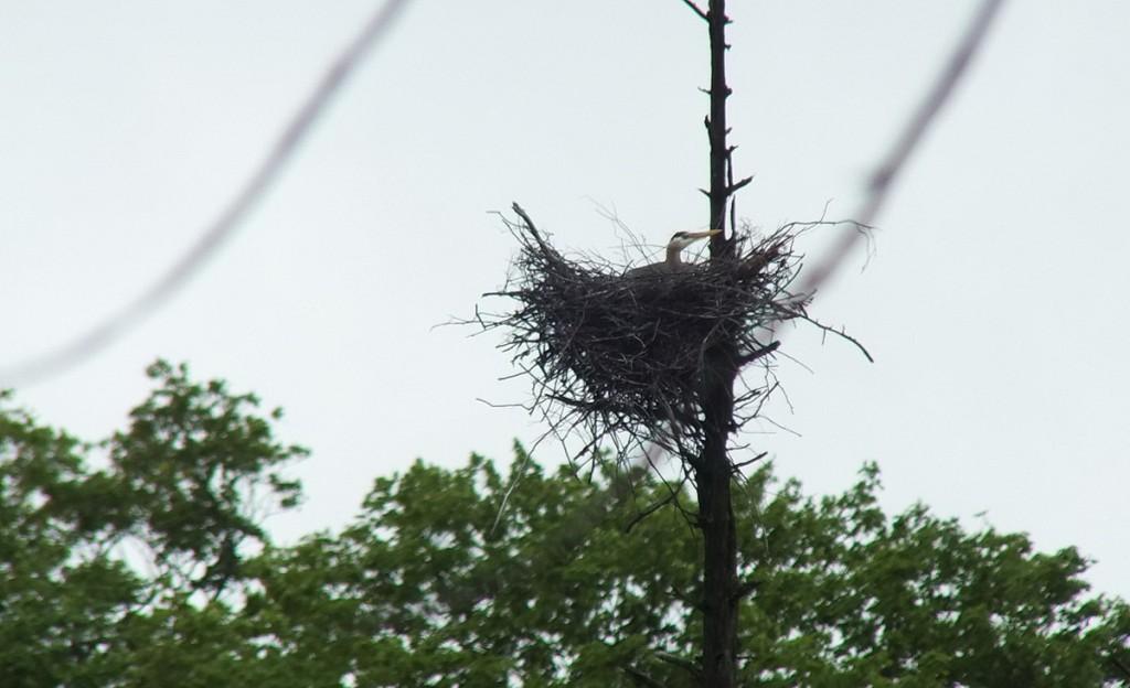 great blue heron - sits in nest - oxtongue lake - ontario
