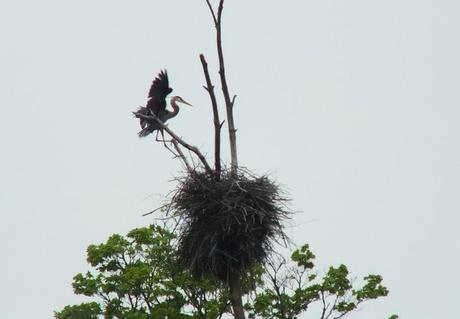 Great Blue Herons on their Nests – Oxtongue Lake great blue heron - in flight to nest 4 - oxtongue lake - ontario