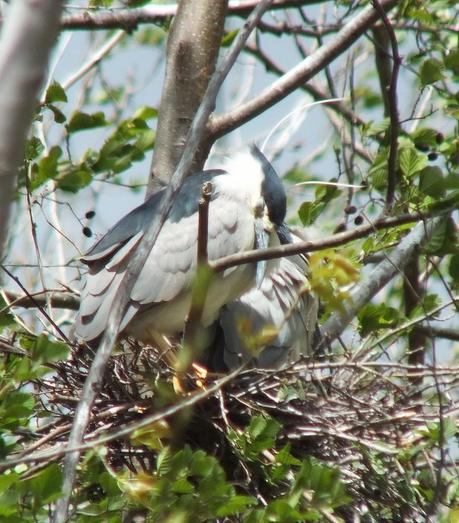 Great Blue Herons on their Nests – Oxtongue Lake black crowned night heron - sleeping in nest --- toronto - ontario - may 2013