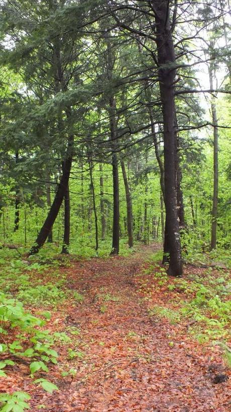 Great Blue Herons on their Nests – Oxtongue Lake beetle lake trail - springtime trail - oxtongue lake - ontario