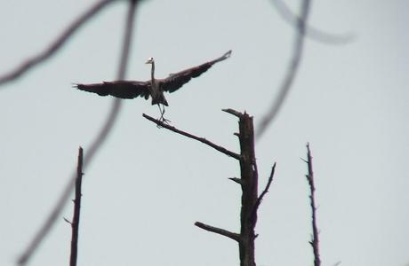 Great Blue Herons on their Nests – Oxtongue Lake great blue heron - takes flight 3 - oxtongue lake - ontario