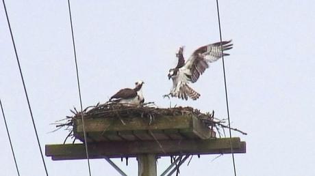 Great Blue Herons on their Nests – Oxtongue Lake osprey holds feet out front to land in nest - Youngs Point - Ontario - Canada