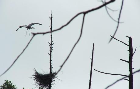 Great Blue Herons on their Nests – Oxtongue Lake great blue heron - in flight to nest 1 - oxtongue lake - ontario