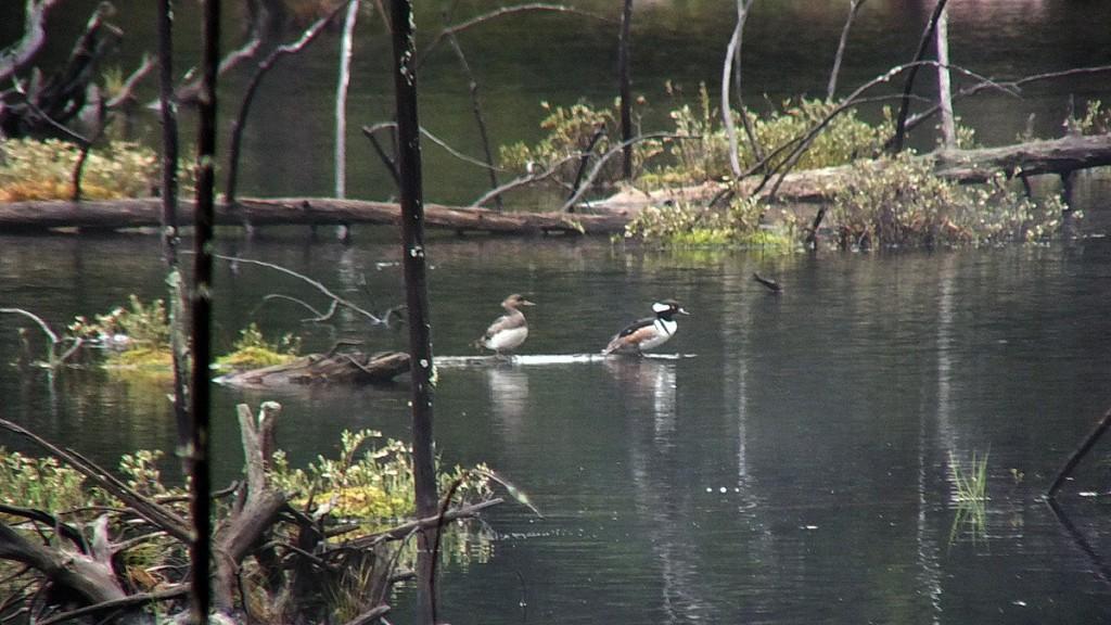 hooded merganser ducks in swamp - oxtongue lake - ontario