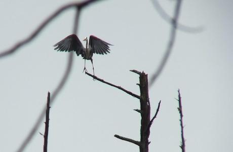 Great Blue Herons on their Nests – Oxtongue Lake great blue heron - takes flight 4 - oxtongue lake - ontario