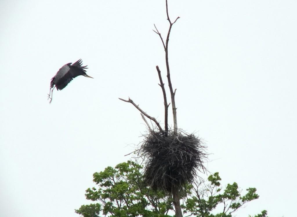 great blue heron - in flight to nest 2 - oxtongue lake - ontario