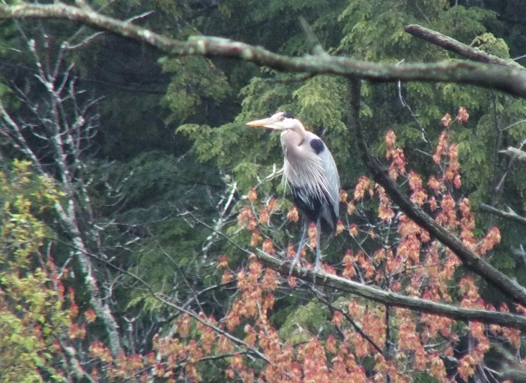 great blue heron - sits on tree branch  - oxtongue lake - ontario