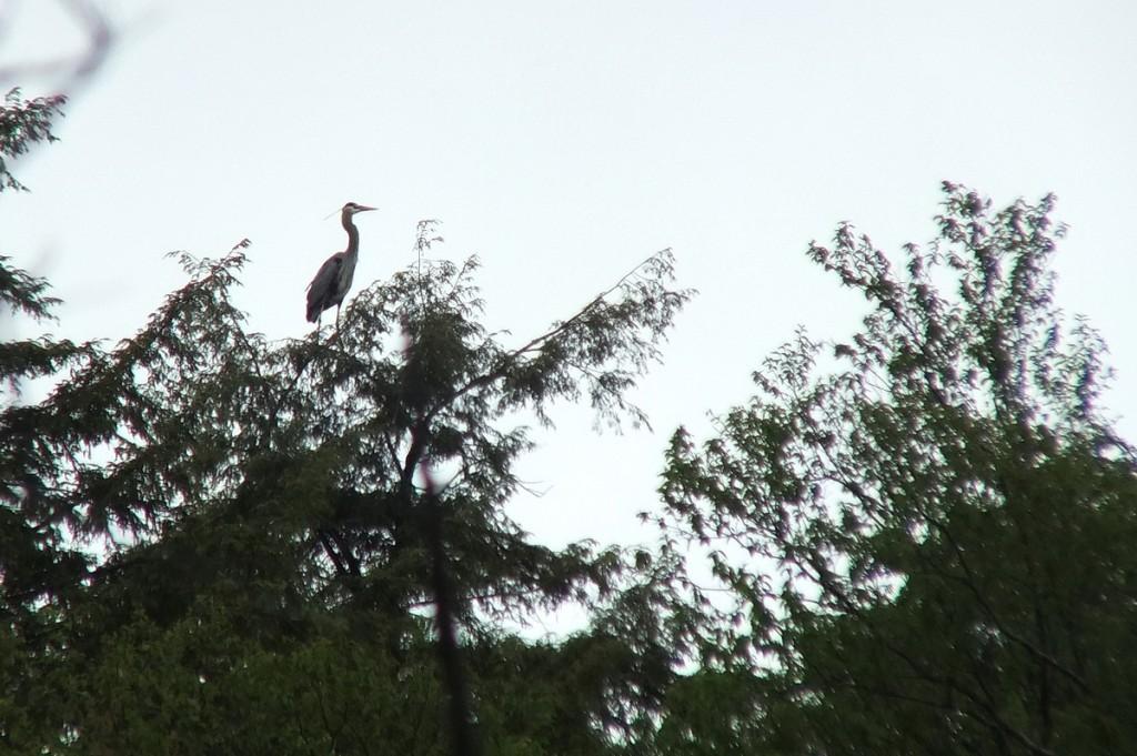 great blue heron - sits atop tree  - oxtongue lake - ontario