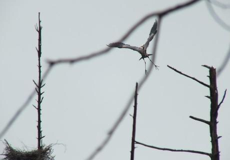 Great Blue Herons on their Nests – Oxtongue Lake great blue heron - takes flight 6 - oxtongue lake - ontario