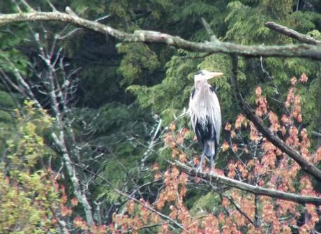 Great Blue Herons on their Nests – Oxtongue Lake great blue heron - sits on tree -- - oxtongue lake - ontario