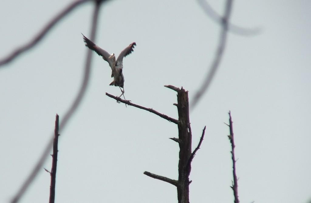 great blue heron - takes flight 2 - oxtongue lake - ontario