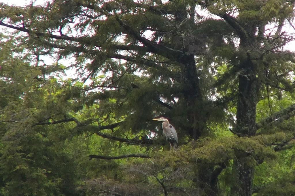 great blue heron - sits on pine tree --  - oxtongue lake - ontario