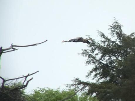 Great Blue Herons on their Nests – Oxtongue Lake great blue heron - in flight -- oxtongue lake - ontario