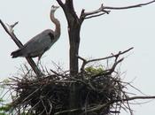 Great Blue Herons Their Nests Oxtongue Lake