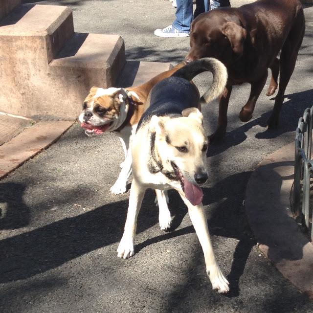 Dog Park Days by Buster