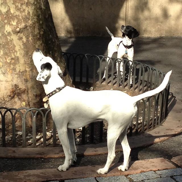 Dog Park Days by Buster