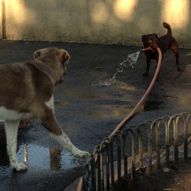 Dog Park Days by Buster