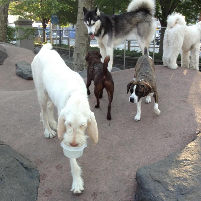 Dog Park Days by Buster