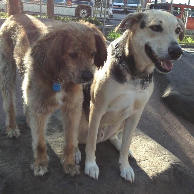 Dog Park Days by Buster